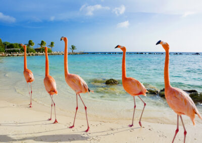 Birdwatching ad Aruba