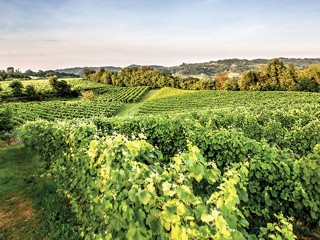 Veneto: il trekking dei vini
