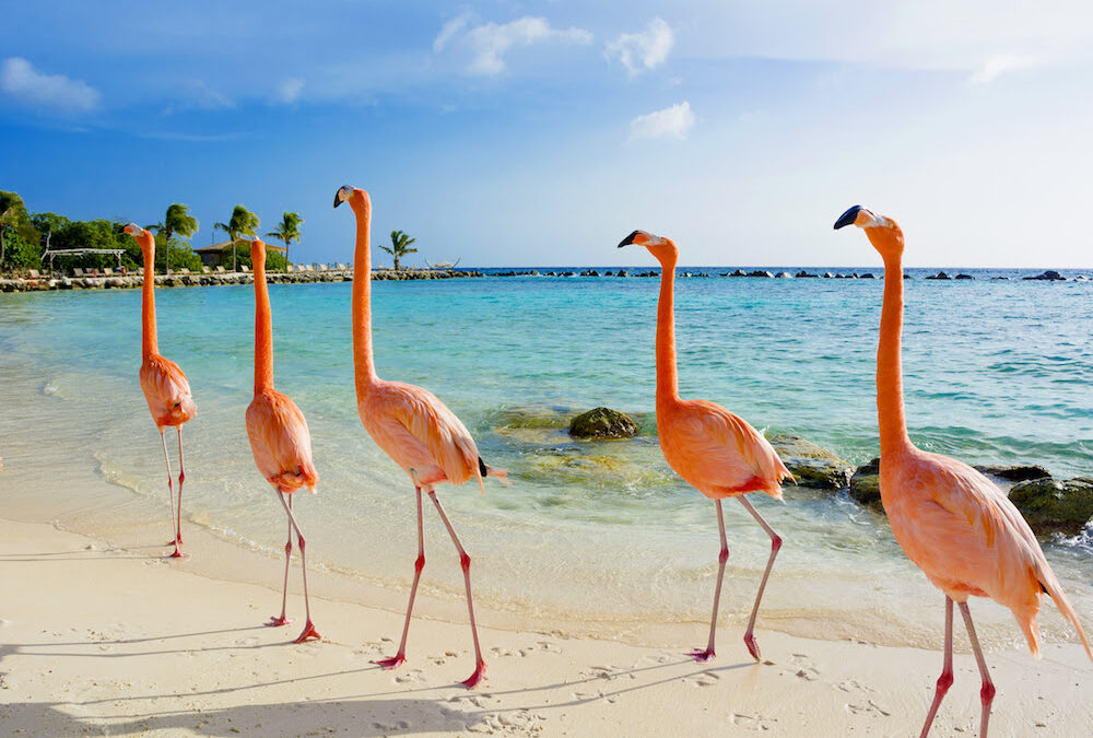 Birdwatching ad Aruba