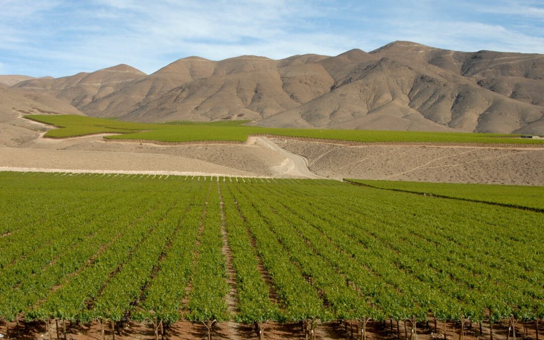 Cile: Esperienza Vino e Astronomia